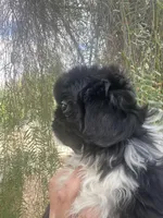 Sam, a male Pekingese for sale in Menifee, CA – Photo 3 of 7
