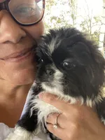 Sam, a male Pekingese for sale in Menifee, CA – Photo 7 of 7