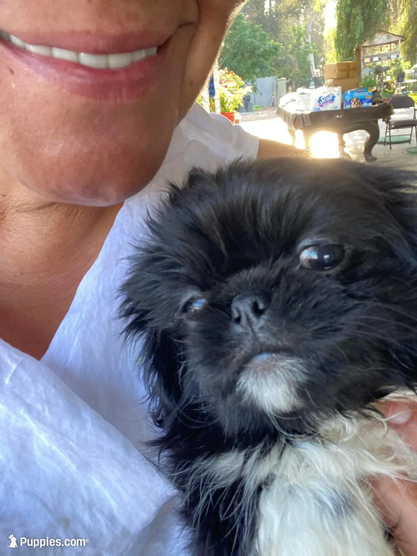 Sam, a male Pekingese for sale in Menifee, CA – Photo 5 of 7