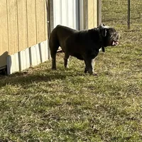 Cobalt, a male American Bulldog and Olde English Bulldogge for sale in Carthage, IL – Photo 6 of 7