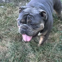 Cobalt, a male American Bulldog and Olde English Bulldogge for sale in Carthage, IL – Photo 3 of 7