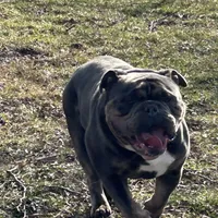 Cobalt, a male American Bulldog and Olde English Bulldogge for sale in Carthage, IL – Photo 4 of 7