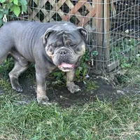 Cobalt, a male American Bulldog and Olde English Bulldogge for sale in Carthage, IL – Photo 2 of 7