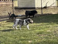 Skye, a female Olde English Bulldogge for sale in Carthage, IL – Photo 6 of 10