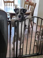 Skye, a female Olde English Bulldogge for sale in Carthage, IL – Photo 3 of 10