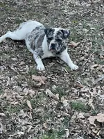 Skye, a female Olde English Bulldogge for sale in Carthage, IL – Photo 2 of 10