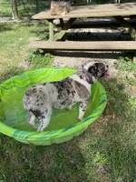 Skye, a female Olde English Bulldogge for sale in Carthage, IL – Photo 9 of 10