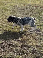 Skye, a female Olde English Bulldogge for sale in Carthage, IL – Photo 7 of 10