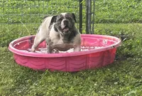 Skye, a female Olde English Bulldogge for sale in Carthage, IL – Photo 1 of 10