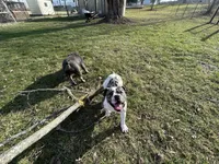 Skye, a female Olde English Bulldogge for sale in Carthage, IL – Photo 4 of 10