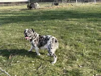Skye, a female Olde English Bulldogge for sale in Carthage, IL – Photo 5 of 10