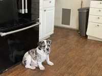 Skye, a female Olde English Bulldogge for sale in Carthage, IL – Photo 8 of 10