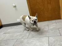 Butterfly, a female French Bulldog for sale in Carthage, IL – Photo 5 of 7