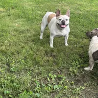 Butterfly, a female French Bulldog for sale in Carthage, IL – Photo 2 of 7