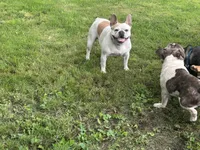 Butterfly, a female French Bulldog for sale in Carthage, IL – Photo 2 of 7