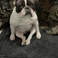 Butterfly, a female French Bulldog for sale in Carthage, IL – Photo 7 of 7