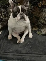 Butterfly, a female French Bulldog for sale in Carthage, IL – Photo 7 of 7