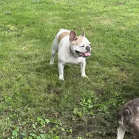 Butterfly, a female French Bulldog for sale in Carthage, IL – Photo 4 of 7