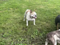 Butterfly, a female French Bulldog for sale in Carthage, IL – Photo 4 of 7