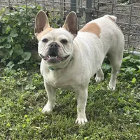 Butterfly, a female French Bulldog for sale in Carthage, IL – Photo 1 of 7