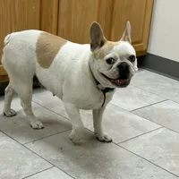 Butterfly, a female French Bulldog for sale in Carthage, IL – Photo 6 of 7