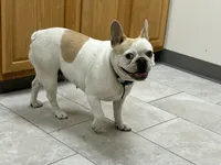 Butterfly, a female French Bulldog for sale in Carthage, IL – Photo 6 of 7