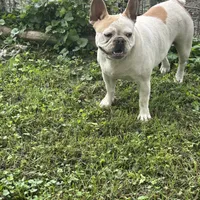 Butterfly, a female French Bulldog for sale in Carthage, IL – Photo 3 of 7