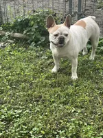Butterfly, a female French Bulldog for sale in Carthage, IL – Photo 3 of 7
