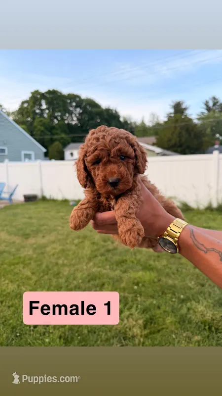 Angel – Miniature Goldendoodle puppy for sale in Michigan City, IN