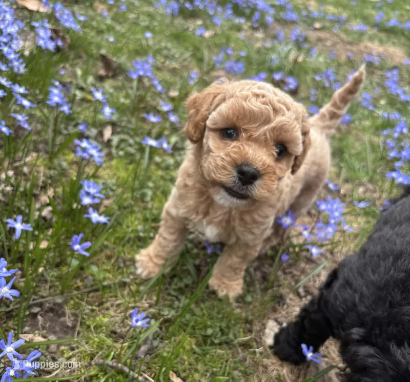 Misty – Poodle - Toy , Miniature Goldendoodle puppy for sale in Michigan City, IN