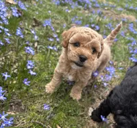 Misty, a female Poodle - Toy  and Miniature Goldendoodle for sale in Michigan City, IN – Photo 1 of 4