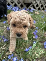 Misty, a female Poodle - Toy  and Miniature Goldendoodle for sale in Michigan City, IN – Photo 4 of 4