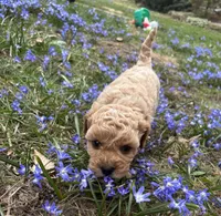 Misty, a female Poodle - Toy  and Miniature Goldendoodle for sale in Michigan City, IN – Photo 3 of 4