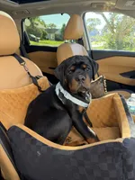 Brusier, a male Rottweiler for sale in Michigan City, IN – 2 of 4