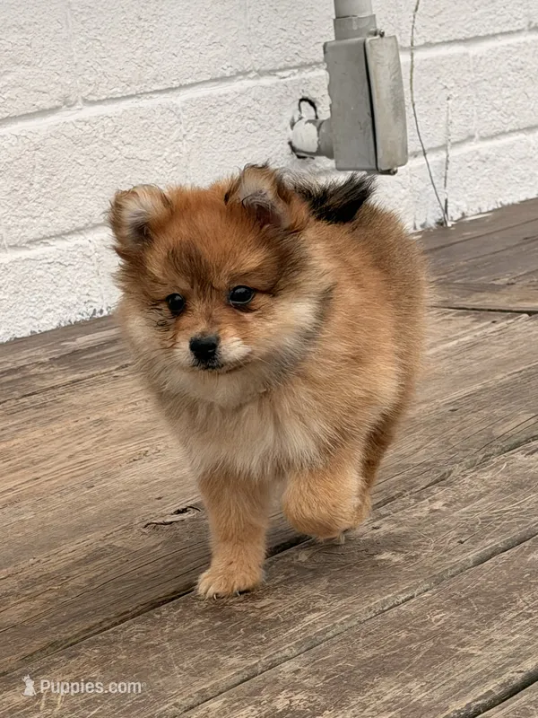 Bambi – Pomeranian puppy for sale in Michigan City, IN