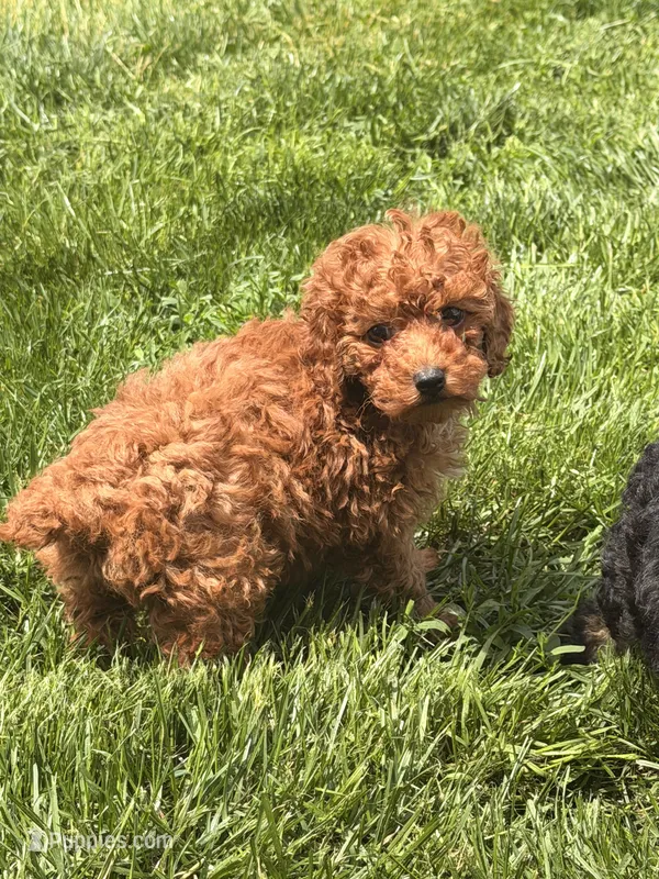 Ceecee – Poodle - Toy  puppy for sale in Michigan City, IN