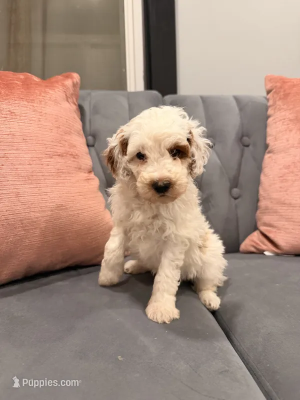 Harold – Miniature Goldendoodle puppy for sale in Michigan City, IN