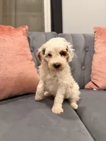 Harold, a male Miniature Goldendoodle for sale in Michigan City, IN – 1 of 3