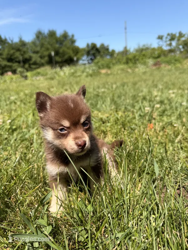 Sheba – Pomsky puppy for sale in Michigan City, IN