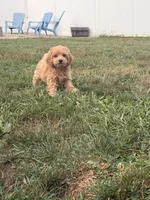Max, a male Miniature Goldendoodle for sale in Michigan City, IN – 2 of 4