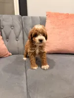 Max, a male Miniature Goldendoodle for sale in Michigan City, IN – 3 of 4