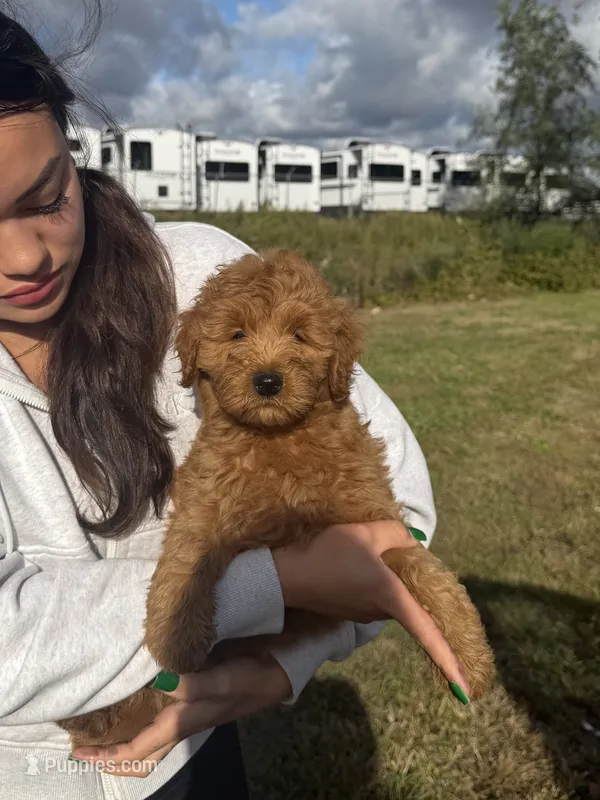 Channel – Miniature Goldendoodle puppy for sale in Michigan City, IN