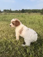 Simon, a male Miniature Goldendoodle for sale in Michigan City, IN – 2 of 6