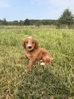 Theodore , a male Miniature Goldendoodle for sale in Michigan City, IN – 3 of 4