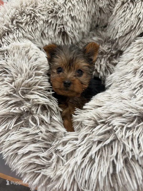 Frito – Yorkshire Terrier puppy for sale in Michigan City, IN