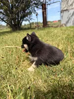 Misty, a female Pomsky for sale in Michigan City, IN – 4 of 4