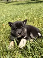 Sammy, a male Pomsky for sale in Michigan City, IN – 3 of 4
