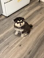 Yeti, a female Chow Chow for sale in Michigan City, IN – 5 of 6
