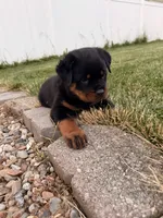 Buddy, a male Rottweiler for sale in Michigan City, IN – 3 of 4