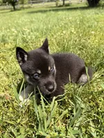 Tucker, a male Pomsky for sale in Michigan City, IN – 1 of 4